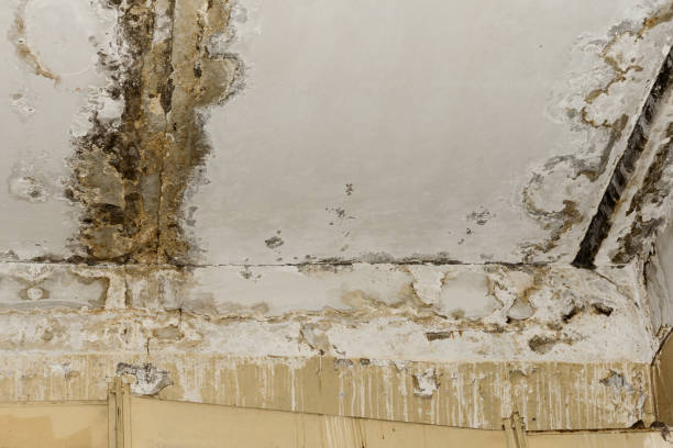 Best Crawl Space Mold Remediation  in Harvest, AL