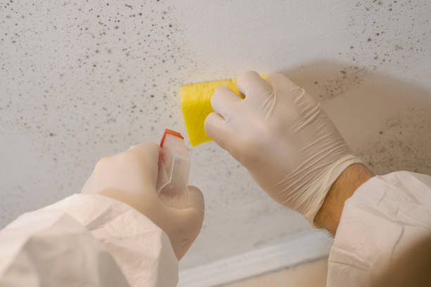 Best Airborne Mold Testing  in Harvest, AL
