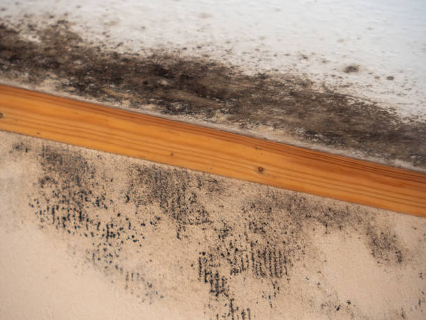 Best Industrial Mold Remediation  in Harvest, AL